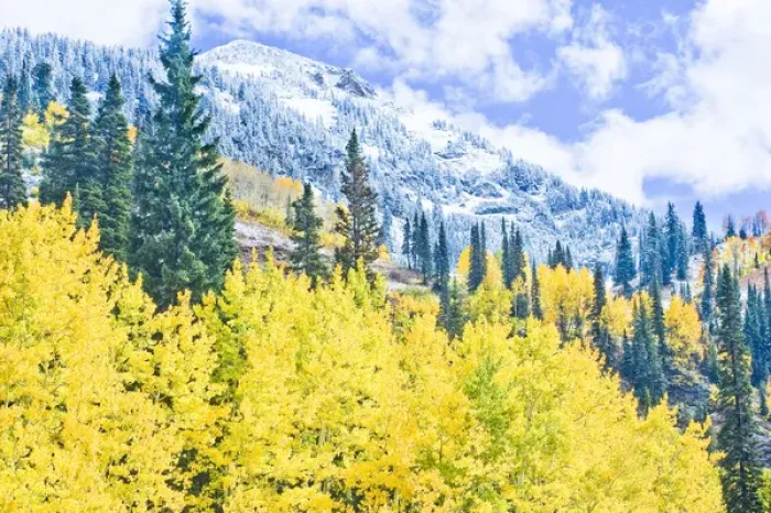 Framed Print : First Snow at Snowbird Ski Resort. Pine trees, Yellow Aspens, and Snow, Little Cottonwood Canyon Framed Print : First Snow at Snowbird Ski Resort. Pine trees, Yellow Aspens, and Snow, Little Cottonwood Canyon