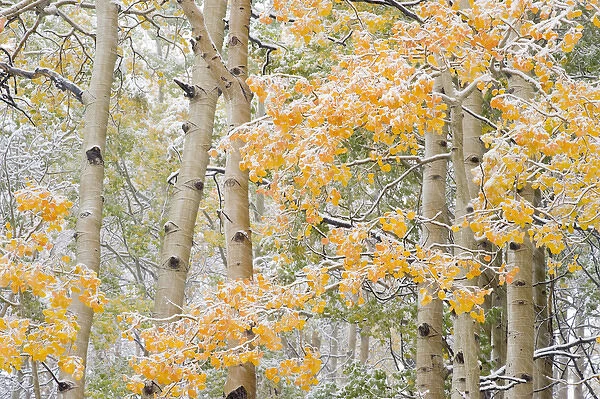 First Snow storm in Autumn, Aspen trees (Populus tremuloides)near Alta, Uinta-Wasatch-Cache