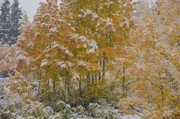 First Snow storm in Autumn, Aspen trees (Populus tremuloides) near Alta, Uinta-Wasatch-Cache
