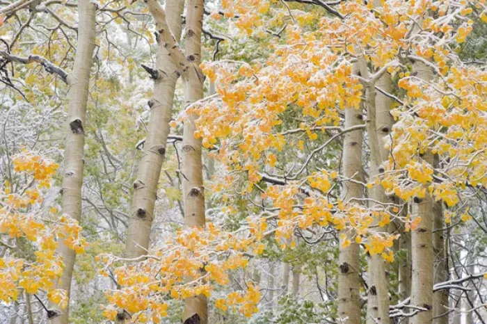Framed Print : First Snow storm in Autumn, Aspen trees (Populus tremuloides)near Alta, Uinta-Wasatch-Cache Framed Print : First Snow storm in Autumn, Aspen trees (Populus tremuloides)near Alta, Uinta-Wasatch-Cache