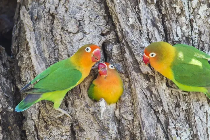 Framed Print : A Fischers Lovebird (Agapornis fischeri) feeds its mate in a cavity nest, while Framed Print : A Fischers Lovebird (Agapornis fischeri) feeds its mate in a cavity nest, while