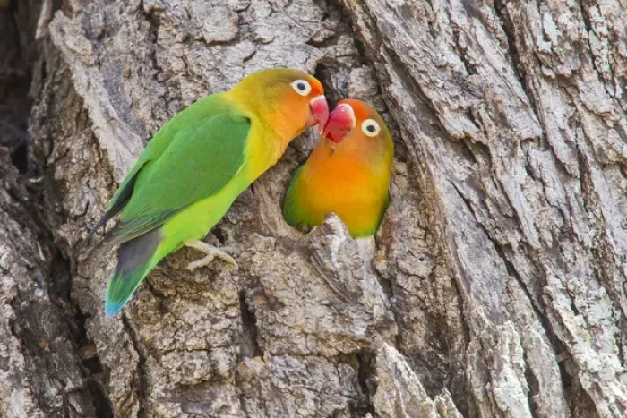 Framed Print : Two Fischers Lovebirds (Agapornis fischeri) nuzzle eachother, Ngorongoro Conservation Area Framed Print : Two Fischers Lovebirds (Agapornis fischeri) nuzzle eachother, Ngorongoro Conservation Area