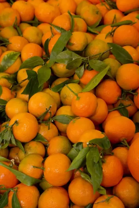 Framed Print : Fish Market tangerines on display for sale, Venice Italy
