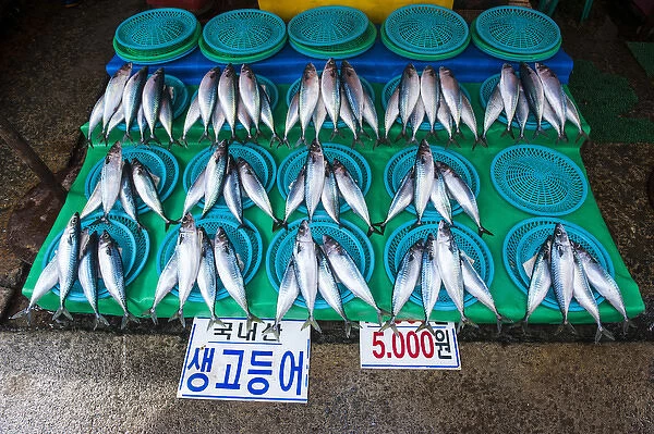 Fish for sale at the modern fish market in Busan, South Korea