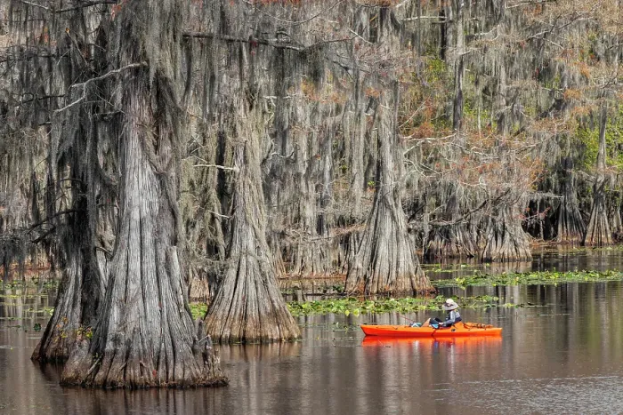 Framed Print : Fisherman among bald cypress trees and autumn colors in southern swamp, Caddo Lake State Park, Texas Framed Print : Fisherman among bald cypress trees and autumn colors in southern swamp, Caddo Lake State Park, Texas