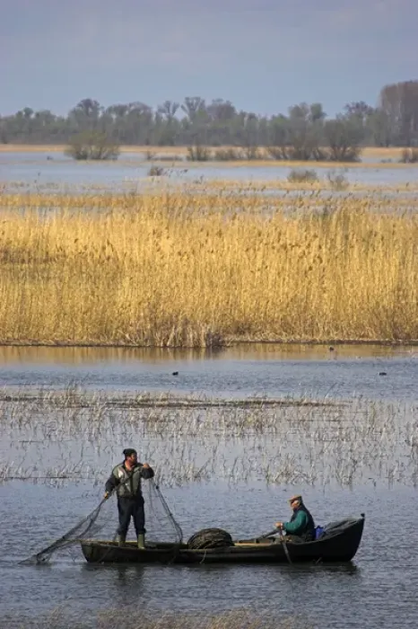 Framed Print : Fishermen bring in their harvest of fish during early spring in the Danube Delta, Romania