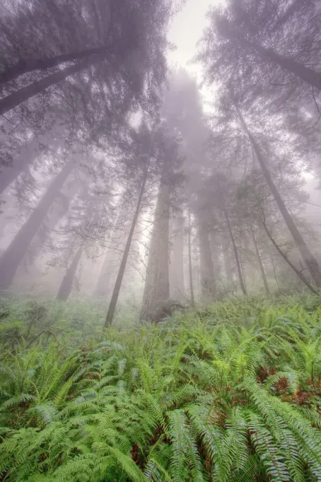Framed Print : Fisheye view skyward in redwood forest, Redwood National Park, Tree, Redwood Framed Print : Fisheye view skyward in redwood forest, Redwood National Park, Tree, Redwood