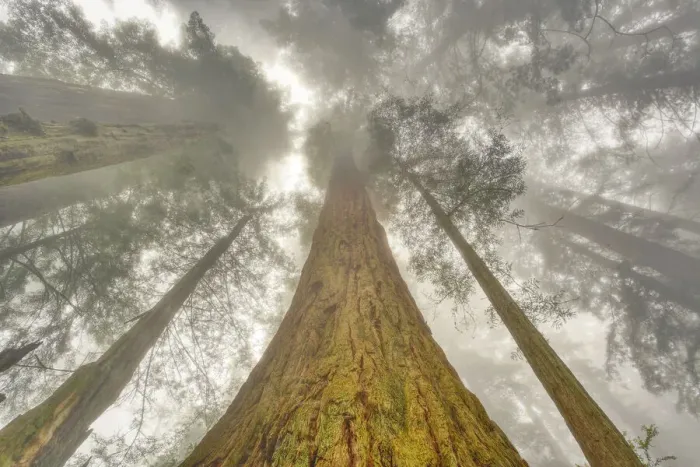 Framed Print : Fisheye view skyward of Redwood trees in fog. Redwood National Park, California