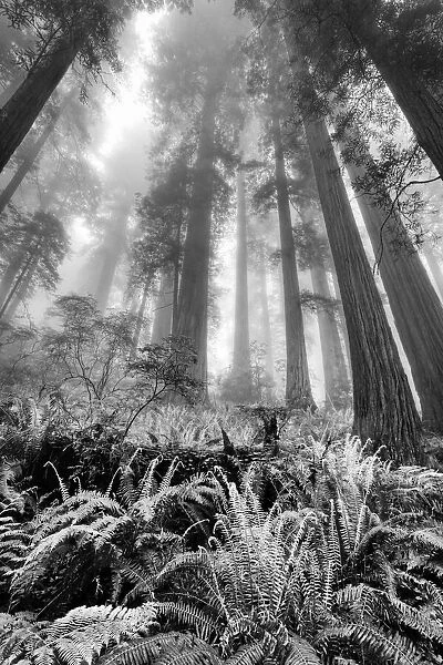Fisheye view skyward of Redwood trees in fog. Redwood National Park, California