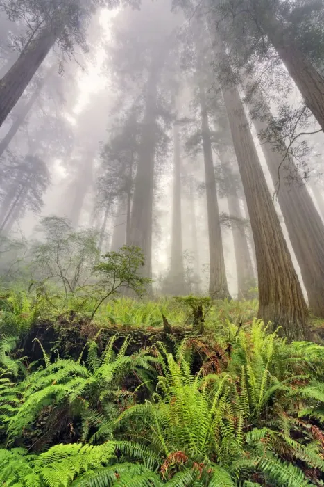 Framed Print : Fisheye view skyward of Redwood trees in fog. Redwood National Park, California Framed Print : Fisheye view skyward of Redwood trees in fog. Redwood National Park, California