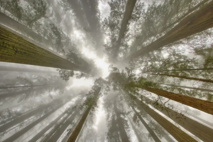 Framed Print : Fisheye view skyward of Redwood trees in fog. Redwood National Park, California Framed Print : Fisheye view skyward of Redwood trees in fog. Redwood National Park, California