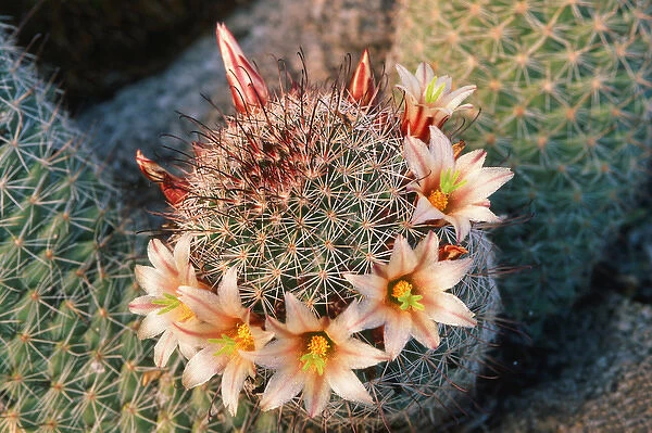 Fishhook cactus (Mammillaria dioica) in bloom Our beautiful pictures are  available as Framed Prints, Photos, Wall Art and Photo Gifts