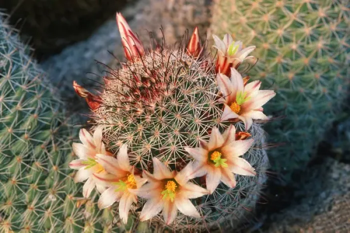 Framed Print : Fishhook cactus (Mammillaria dioica) in bloom, Anza-Borrego Desert State Park, California