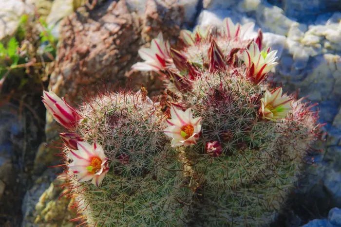 Framed Print : Fishhook Cactus (Mammillaria microcarpa) blooming in Plum Canyon, Anza-Borrego Desert State Park Framed Print : Fishhook Cactus (Mammillaria microcarpa) blooming in Plum Canyon, Anza-Borrego Desert State Park