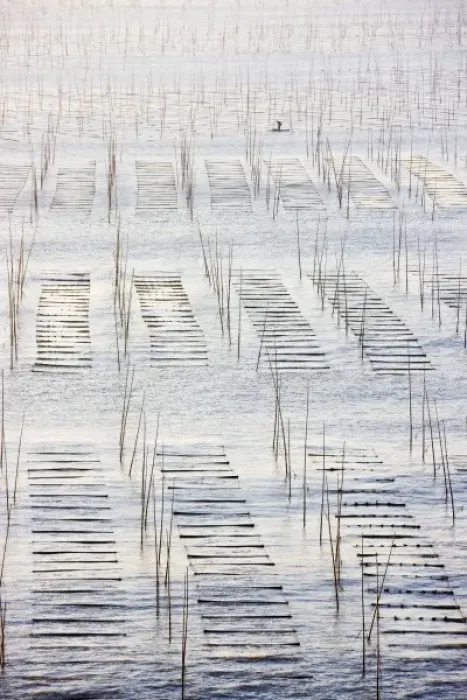 Framed Print : Fishing boat sailing through bamboo sticks for drying seaweed, East China Sea, Xiapu Framed Print : Fishing boat sailing through bamboo sticks for drying seaweed, East China Sea, Xiapu