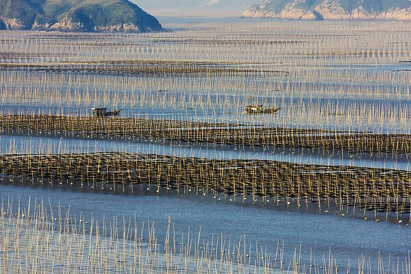 Fishing boat sailing through bamboo sticks in the seaweed farm at sunrise, East China Sea