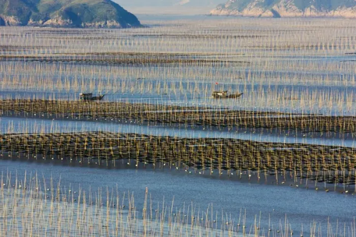 Framed Print : Fishing boat sailing through bamboo sticks in the seaweed farm at sunrise, East China Sea Framed Print : Fishing boat sailing through bamboo sticks in the seaweed farm at sunrise, East China Sea