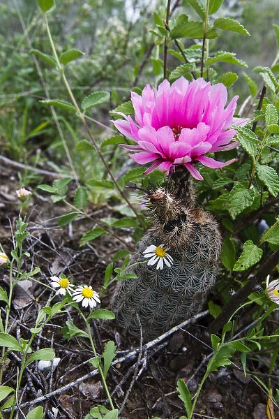 Fitchs Hedhog Cacuts (Echinocereus fitchii) blooming on bluff above the Rio Grande