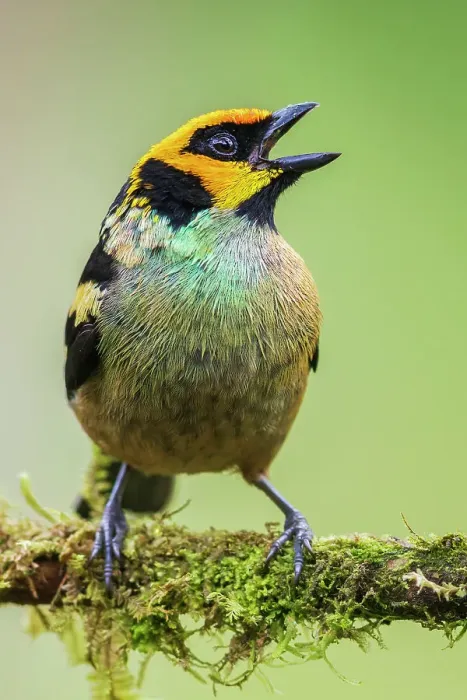 Framed Print : Flame-faced tanager, living in the endangered Choco Forest of Ecuador Framed Print : Flame-faced tanager, living in the endangered Choco Forest of Ecuador