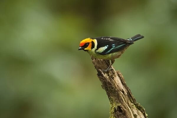 Flame-faced Tanager (Tangara parzudakii), Mindo, Cloud Forest, West slope of Andes, Ecuador