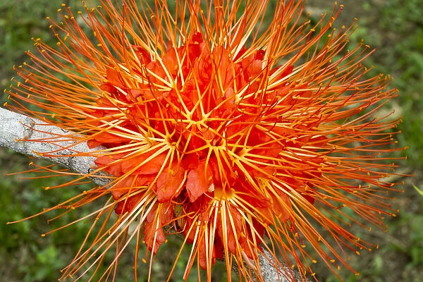 Flame of Panama flower (Brownea macrophylla), Belize Botanic Gardens
