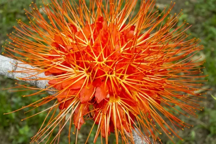 Framed Print : Flame of Panama flower (Brownea macrophylla), Belize Botanic Gardens Framed Print : Flame of Panama flower (Brownea macrophylla), Belize Botanic Gardens