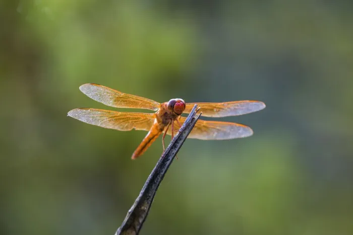 Framed Print : Flame skimmer (Libellula saturata) dragonfly on perch Framed Print : Flame skimmer (Libellula saturata) dragonfly on perch