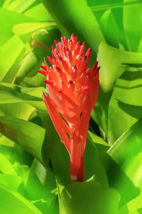 Framed Print : Flaming torch, billbergia pyramidalis Framed Print : Flaming torch, billbergia pyramidalis