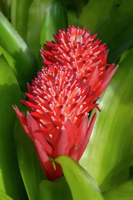 Framed Print : Flaming torch, billbergia pyramidalis Framed Print : Flaming torch, billbergia pyramidalis