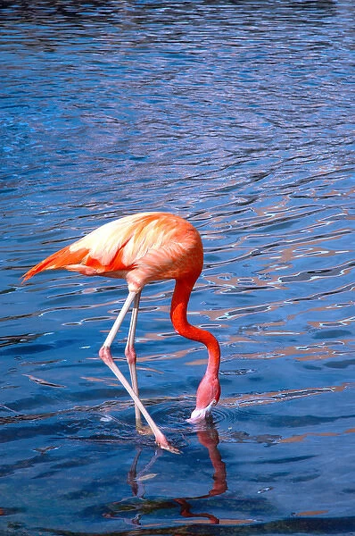 06. Flamingo drinking
