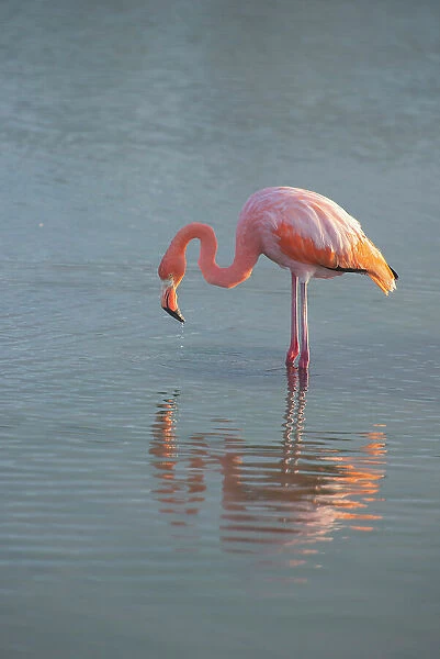 Flamingo looking for food in an estuary in the Galapagos Islands
