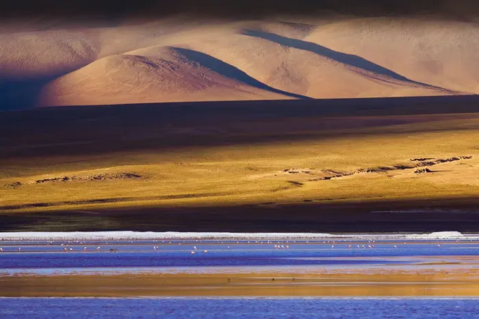 Framed Print : Flamingos, Altiplano, Bolivia