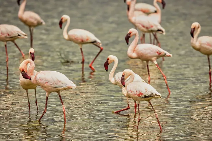 Framed Print : Flamingos, Amboseli National Park, Africa Framed Print : Flamingos, Amboseli National Park, Africa