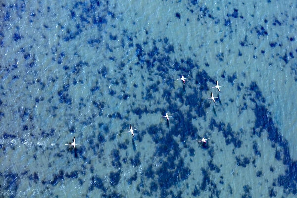Flamingos flying at the Aegean coast, Turkey