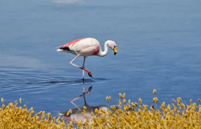 Framed Print : Flamingos in Laguna Canapa, Potosi Department, Bolivia