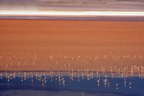 Flamingos in Laguna Colorada, Eduardo Abaroa Andean Fauna National Reserve