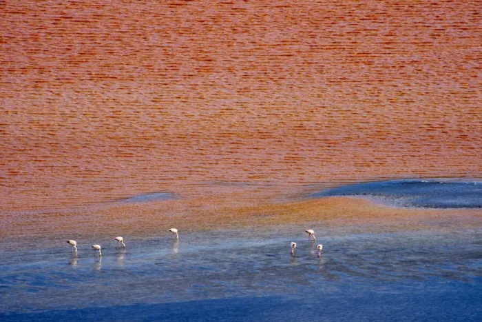Framed Print : Flamingos on Laguna Colorada, Eduardo Avaroa Andean Fauna National Reserve Framed Print : Flamingos on Laguna Colorada, Eduardo Avaroa Andean Fauna National Reserve