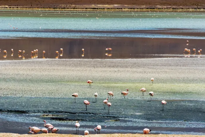 Framed Print : Flamingos in Laguna Hedionda, Potosi Department, Bolivia Framed Print : Flamingos in Laguna Hedionda, Potosi Department, Bolivia