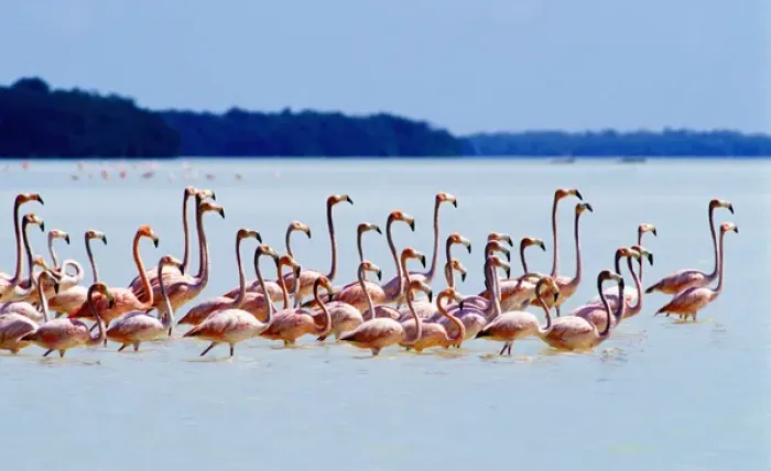 Framed Print : Flamingos at Laguna Oviedo, Barahona, Dominican Republic, Caribbean Framed Print : Flamingos at Laguna Oviedo, Barahona, Dominican Republic, Caribbean