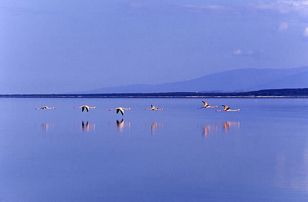 Flamingos at Laguna Oviedo, Barahona, Dominican Republic, Caribbean