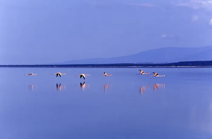 Framed Print : Flamingos at Laguna Oviedo, Barahona, Dominican Republic, Caribbean