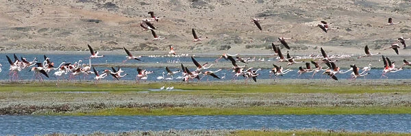 Flamingos, Luderitz Bay, Karas Region, Namibia