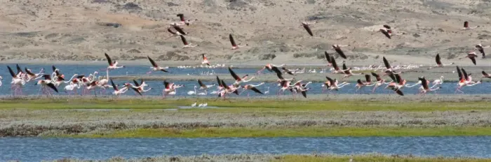 Framed Print : Flamingos, Luderitz Bay, Karas Region, Namibia