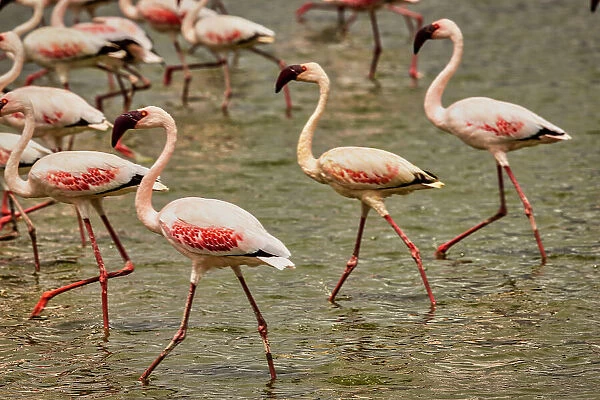 Flamingos Walking, Amboseli National Park, Africa