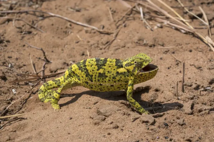 Framed Print : Flap-necked chameleon (Chamaeleo dilepis dilepis) walking through vegetation and sand in Botswana Framed Print : Flap-necked chameleon (Chamaeleo dilepis dilepis) walking through vegetation and sand in Botswana