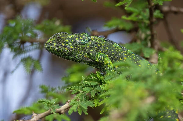 A flap-necked chameleon, Chamaeleo Dilepis, in a tree. Ndutu, Ngorongoro Conservation Area, Tanzania