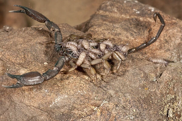 Flat Rock Scorpion Hadogenes paucidens Native to Africa