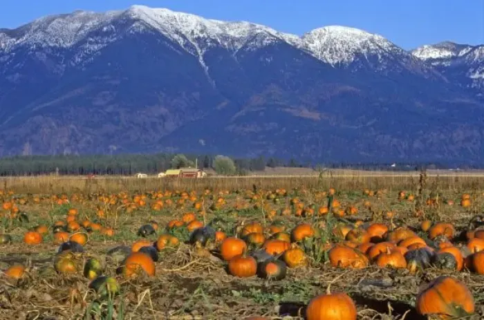 Framed Print : Flathead Valley Montana Pumpkin patch Framed Print : Flathead Valley Montana Pumpkin patch