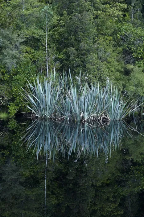 Framed Print : Flax and forest reflected in Lake Matheson, Westland National Park, West Coast, South Island