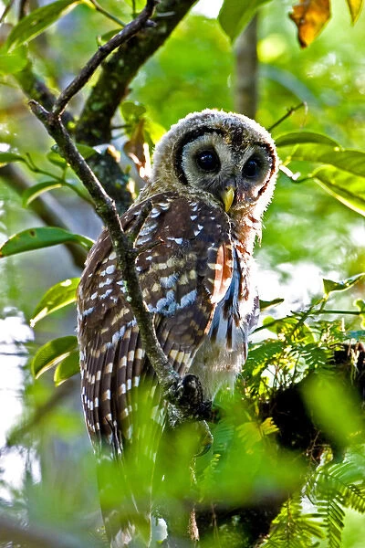 A fledgling barred owl is perched in a bald cypress tree within the Big Cypress National